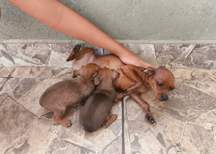 Macho Número 1 de pinche