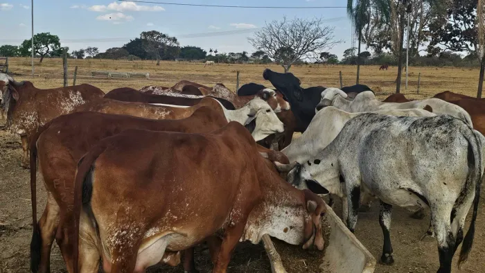 Novilhas, vacas e bezerras Gir Leiteiro PO registradass