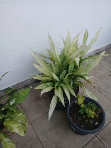 Linda planta para decoração!