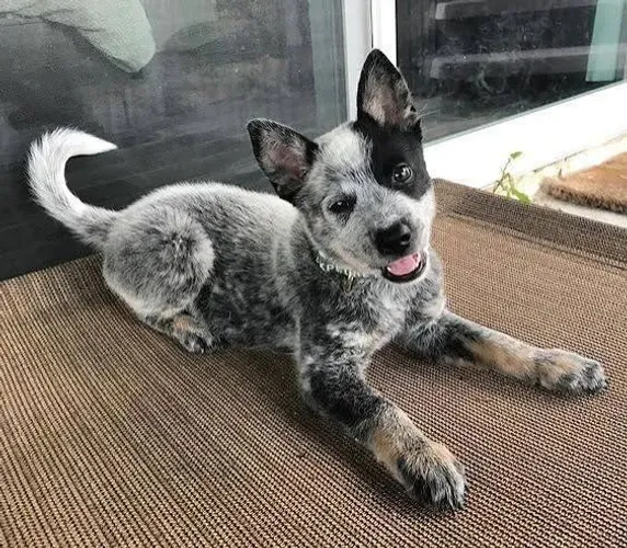 Bçue heeler filhotes 