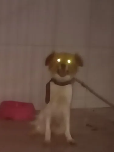 Cachorra pequeno porte