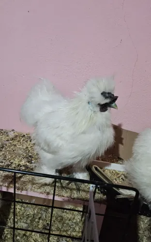 Silkie Sedosa do Japão Macho