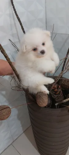 Lulu original branco machinho