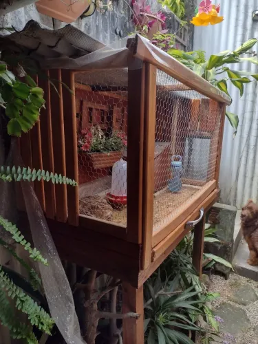 Vendo viveiro com duas codornas pondo.