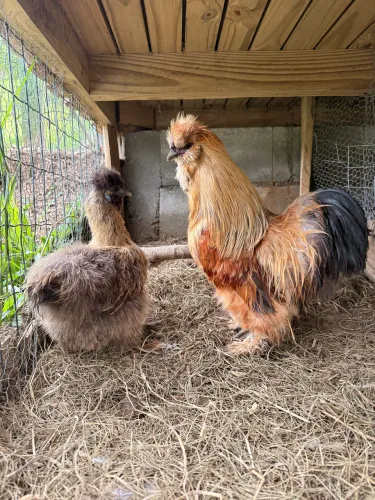 Casal galinhas sedosa do Japão 