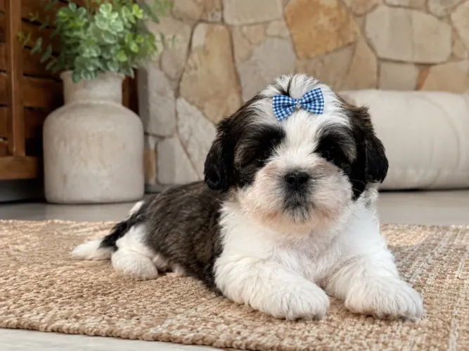 Bebezinho maravilhoso filhote de Shih tzu macho 