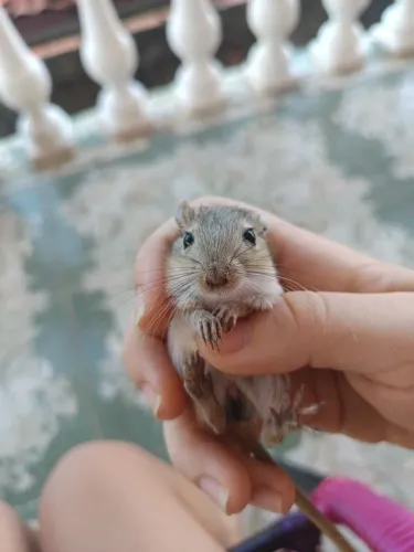 Esquilo da mongolia em Maceió e Paripueira