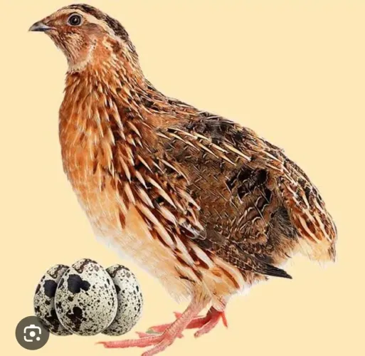 Codornas