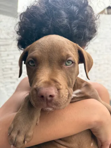 Fêmea Filhote de Pitbull