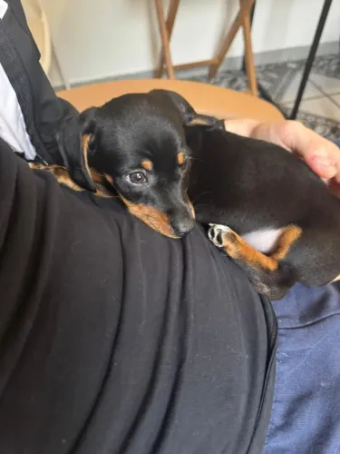 Filhote de Dachshund Teckel / macho / 2 meses