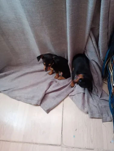 Vendo filhote de Pinscher femia 1x0 