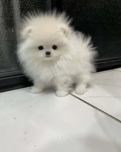 Spitz alemão O charme irresistível do seu novo dog