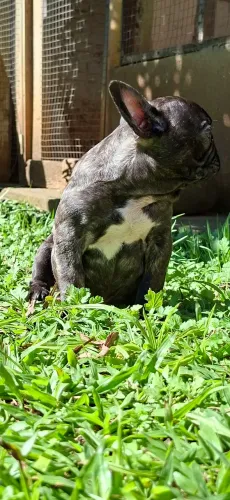 Macho tigrado e foto pai e mãe