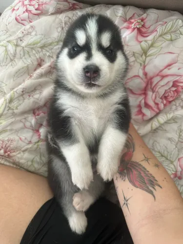Husky siberiano 