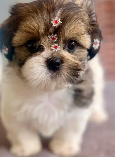 Shih Tzu