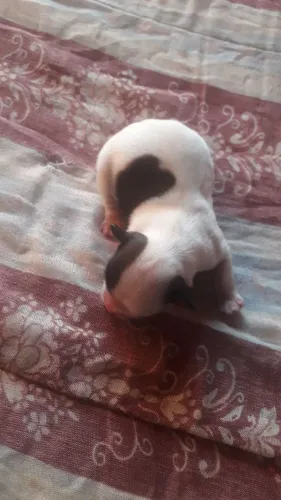 Schitzu