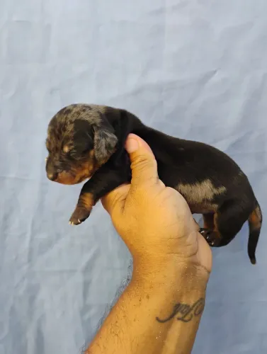 Dachshund arlequim 