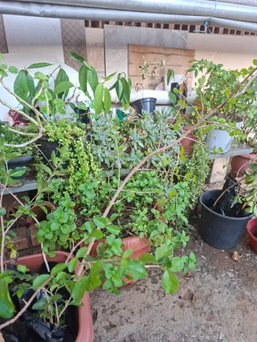 Vendo mudas de acerola e morango já enraizadas - Para Sete Lagoas