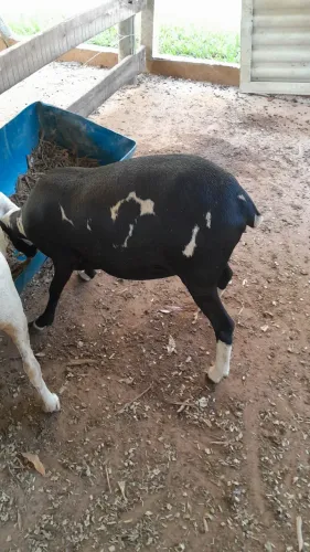 Ovelhas prenhas e um borrego grande