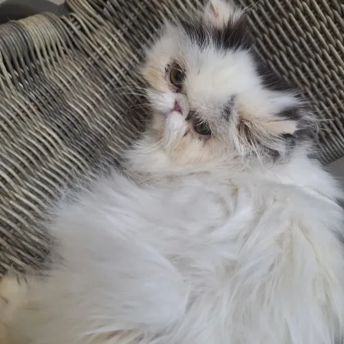Gato persa filhotes fêmeas pedigree 