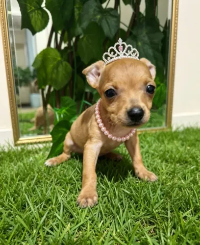 Pinscher Princesa Muito Amorosa