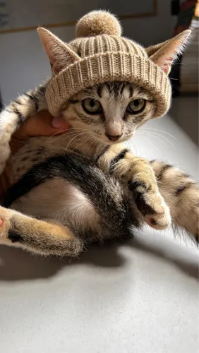 Doação Gatinho