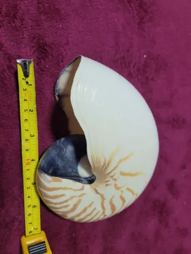 Conchas Nautilus pompilius lista de tigre