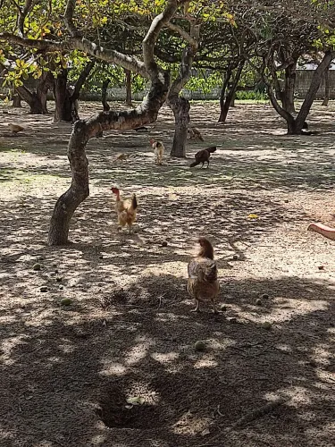 Galinhas galos caipira Índio gigante disponíveis a venda Aparti de 80 reais 