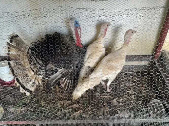 1 Peru macho e 2 fêmeas