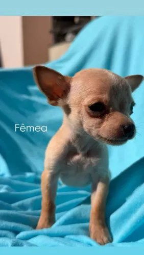 Linda fêmea de pinscher  