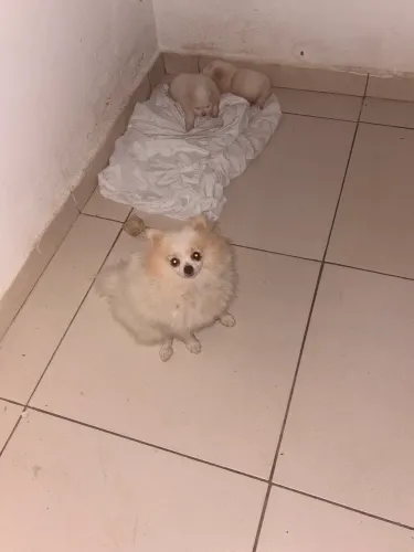 Lulu da pomerânia