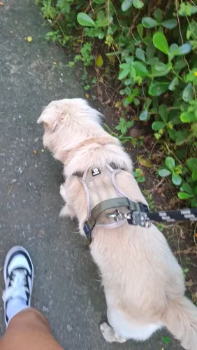 Doação de cachorro