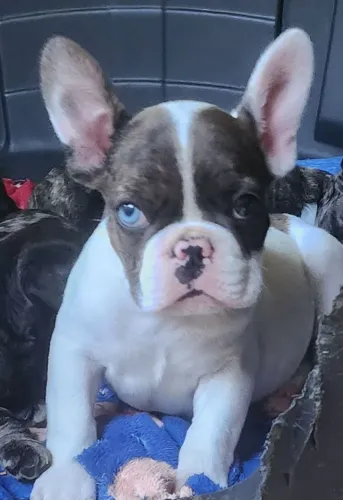 Filhotes de buldogue francês exóticos