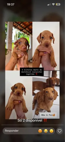 Daschund disponível