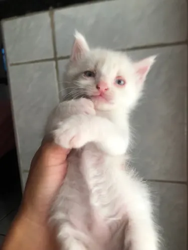GATINHO ANGORÁ BRANCO - LINDO E FOFINHO!