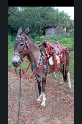 Burro 