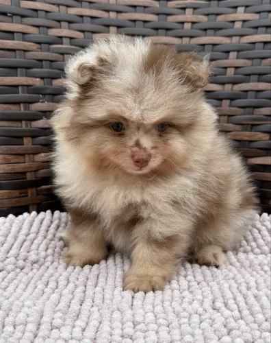 Spitz alemão machos e femeas