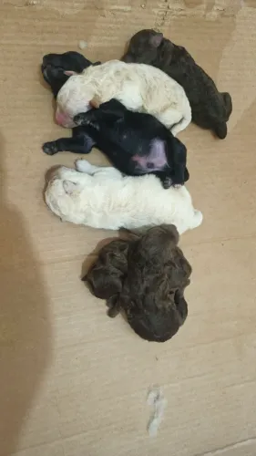 Vende-se Poodles