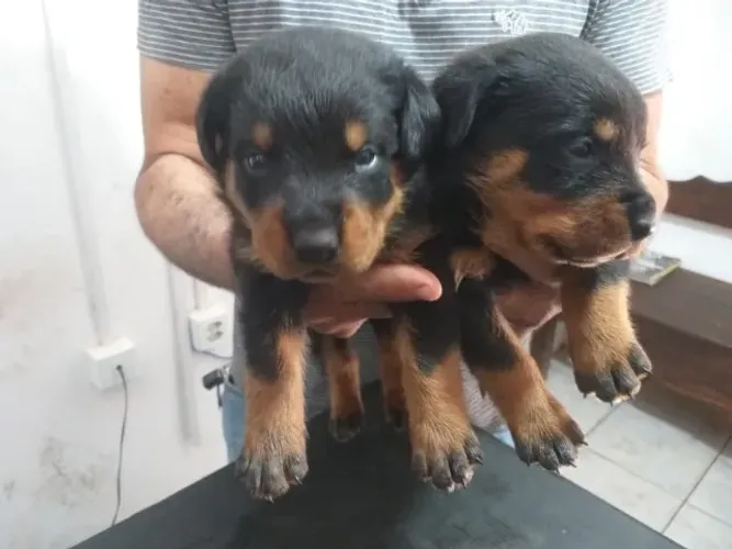 FILHOTES DE ROTTWILLER