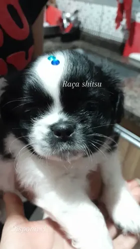 Shiatsu Macho 