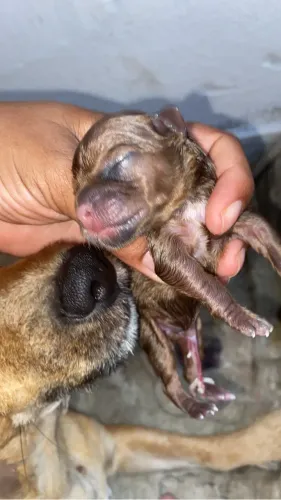 Cachorros pinscher N 1