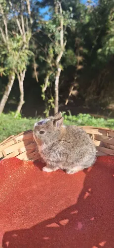 Mini coelho Netherland Dwarf