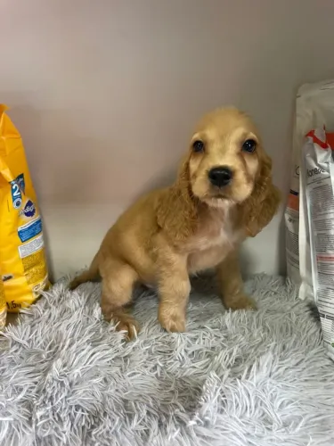 Cocker Spaniel,Cocker Spaniel Filhote Linda Linhagem Disponível