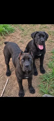 Casal cane corso 7 e 8 meses 