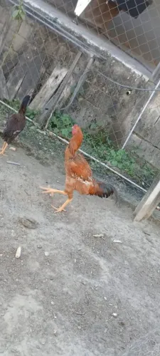 Galos caipiras
