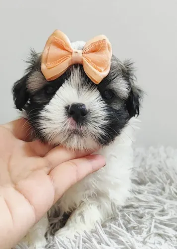 Shih Tzu - Uma bolinha de pelos