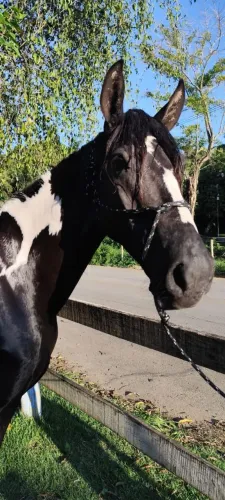 Cavalo manga larga paulista