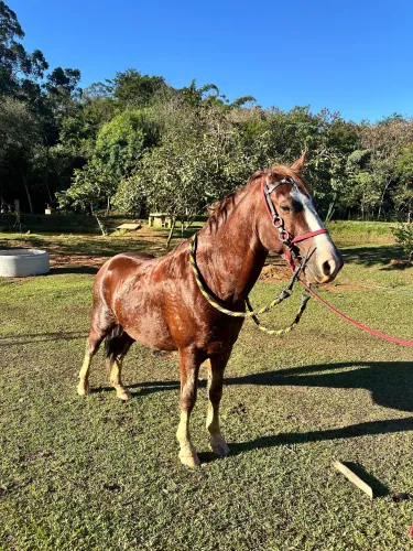 Vem no cavalo