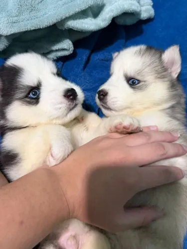 Husky siberiano