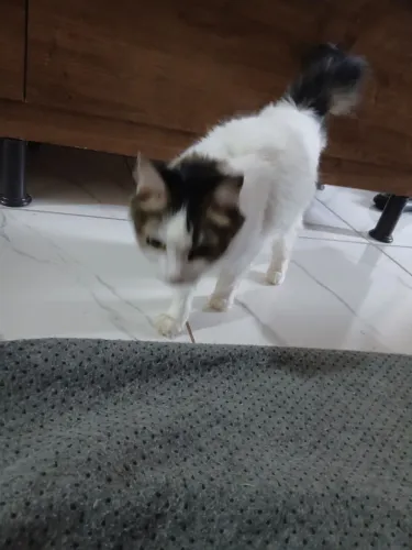 Adoção de gata
